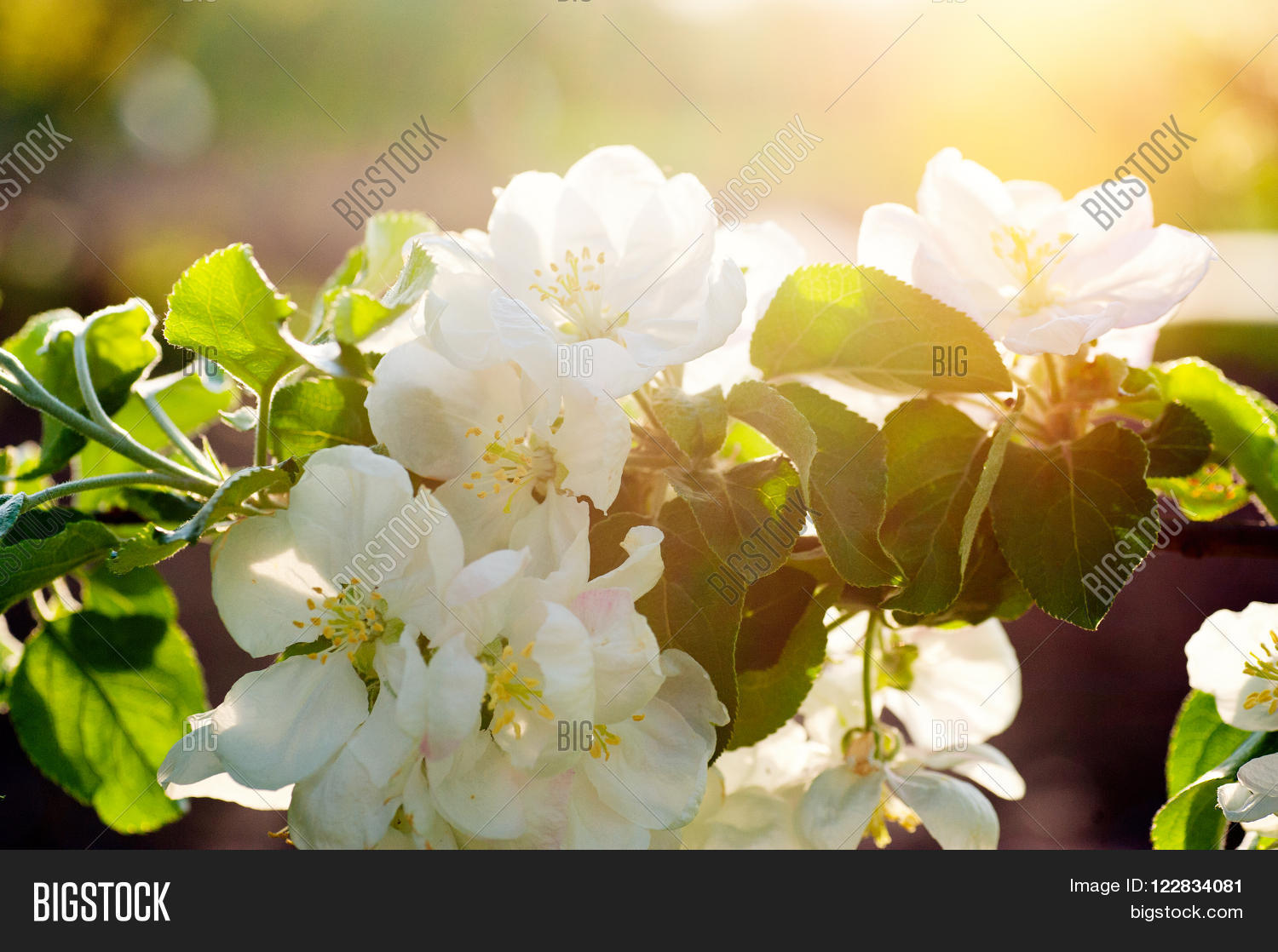 Image Preview