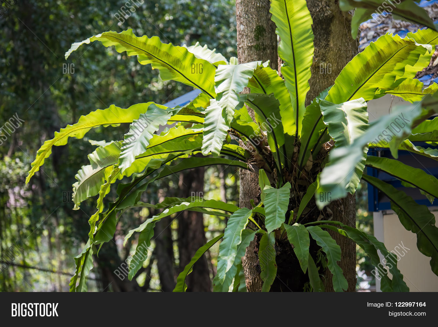 Image Preview