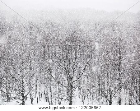 Strong Snowing Over Woods In Winter