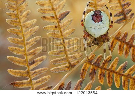 Spider Araneus marmoreus on old dry fern
