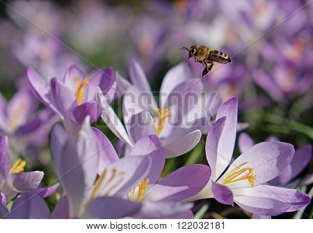 Flowers saffron and flying bee in sunny day in botanic garden in towb Brno, Czech Republic