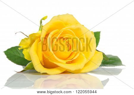 beautiful yellow rose isolated on white background