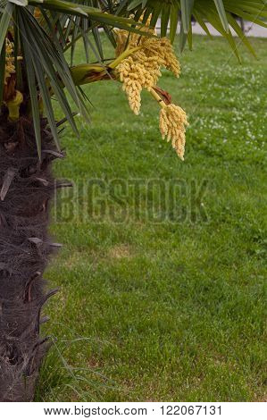 The blossoming Trachycarpus fortune palm in the Sochi
** Note: Shallow depth of field