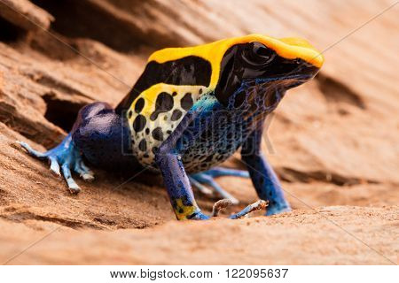 poison frog, dendrobates tinctorius a yellow blue and black poison dart frog from the Amazon rain forest in Brazil.