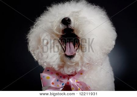 Griner Bichon Frise