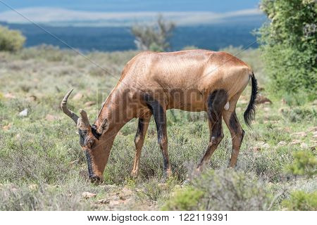 A red hartebeest with broken horn Alcelaphus buselaphus caama grazing in the Mountain Zebra National Park near Cradock in South Africa