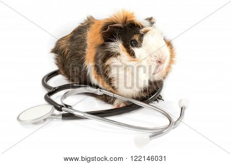 Tricolor fluffy guinea pig sits on top of a black stethoscope isolated on white background