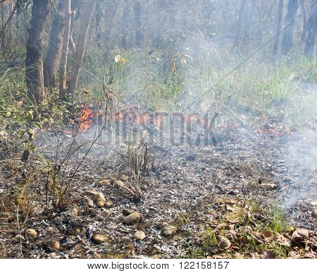 Wildfire in the forest in Chitwan, Nepal