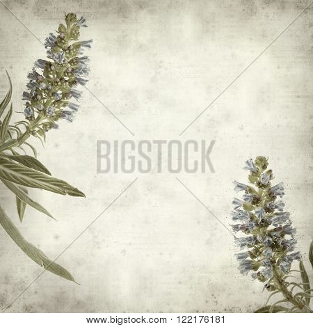 textured old paper background with blue Echium flowers