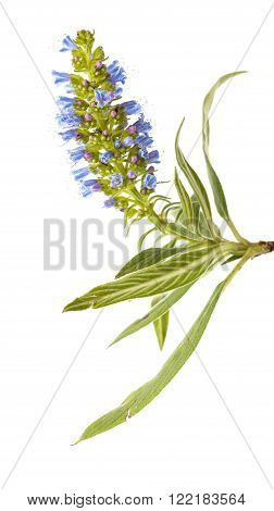 blue Echium callithyrsum flowers, endemic to Gran Canaria