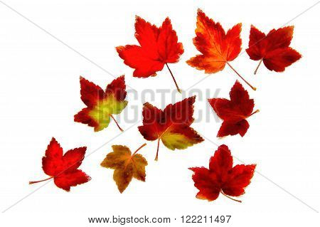 drawing of dried fall leaves of plants  and branches isolated elements on white watercolor paper background for scrapbook, painted wooden planks, object, roughage autumn leaf.