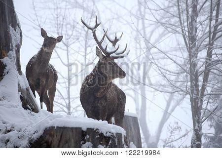two red deeers on a hill in winter
** Note: Soft Focus at 100%, best at smaller sizes