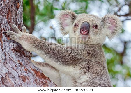 Bir ağaç oturan bir vahşi Koala portresi