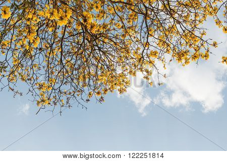 Supanika Flower Cochlospermum regium with Blue Sky