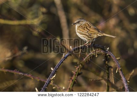 A dunnock is sitting on a branch