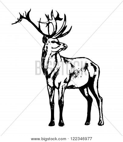 Graphic image of a wild animal on a white background. The figure in black outline red deer a wild animal with big antlers. Vector illustration abstract in black and white