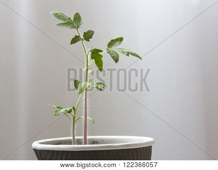 organic plant - young cherry tomato seedling