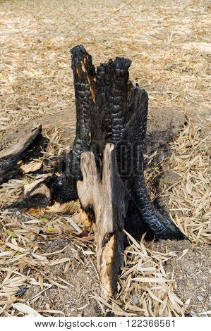 Stumps burnt trees after a fire .