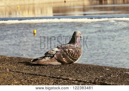 pigeon sitting on the railing of the bridge useful as a background