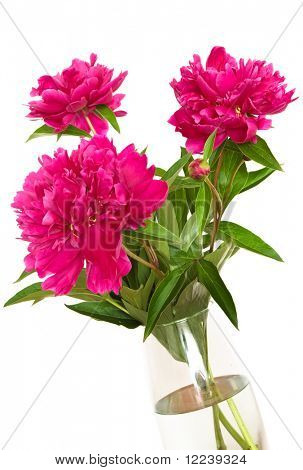 Paeonia officinalis květiny izolovaných na bílém pozadí