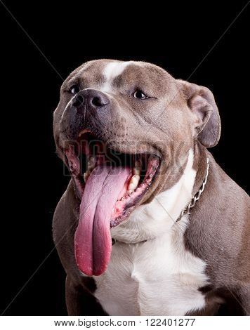 Studio portrait of an american bully dog breed on a black background