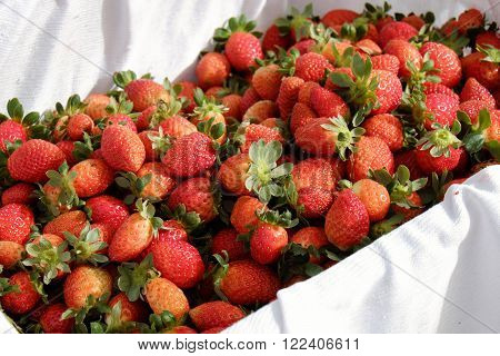 Strawberry,da Lat, Dalat, Fruit, Agriculture