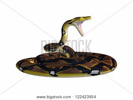 Reticulated python or Python reticulatus, a species of python found in Southeast Asia