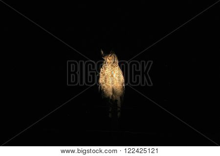 Spotted-eagle owl in the night with a spotlight in the Makalali Game Reserve, South Africa.
** Note: Visible grain at 100%, best at smaller sizes