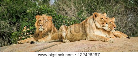 Three Lions on rocks in the Selati Game Reserve, South Africa.