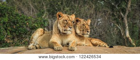 Two Lionesses on a rock in the Selati Game Reserve, South Africa.
