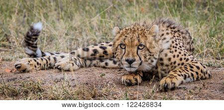 Starring Cheetah in the Selati Game Reserve, South Africa.
** Note: Visible grain at 100%, best at smaller sizes