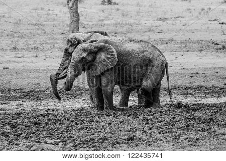 Elephants taking a mud bath in black and white in the Kruger National Park, South Africa.