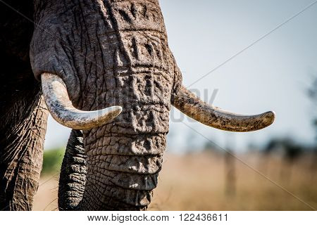 Elephant tusks in the Kruger National Park, South Africa.