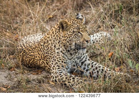 Leopard laying in the grass in the Sabi Sands, South Africa.