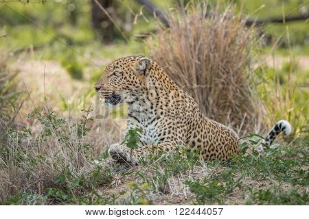 Leopard laying in the grass in the Kruger National Park, South Africa.