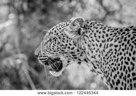 Side profile of a Leopard in black and white in the Kruger National Park, South Africa.
** Note: Visible grain at 100%, best at smaller sizes