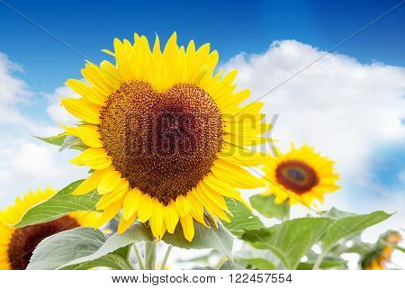 The heart of the sun - A heart shaped sunflower against a bright blue sky