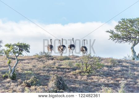 A flock of ostriches running at sunset in a game park in South Africa