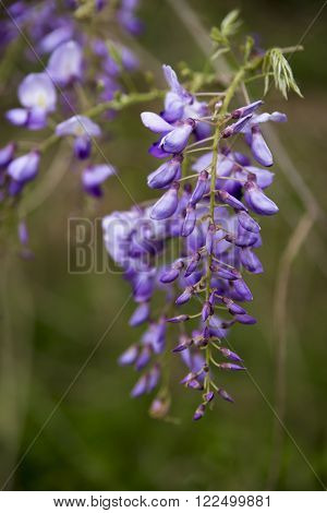Wisteria along a Texas highway in the early Spring