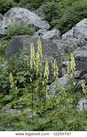 Flores Wolfsbane
