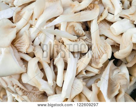 wild agroup of white Angel mushroom for cooking