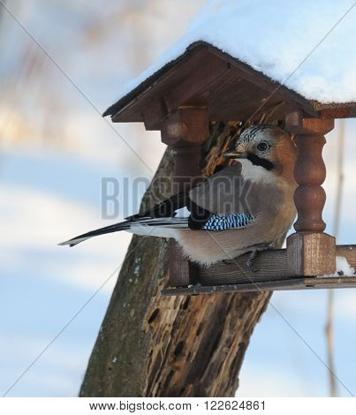 Eurasian jay (Garrulus glandarius) at winter feeder. Moscow region Russia