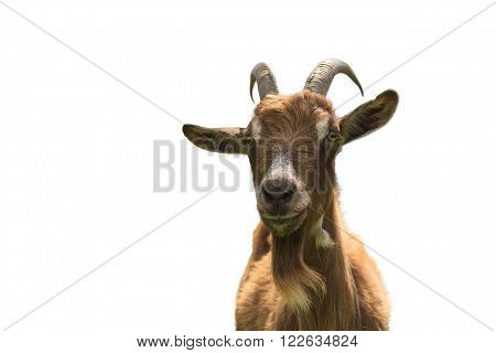 Goat isolated on white background closeup. Front view