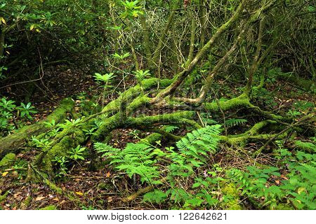 Old fallen branches overgrown with rich green moss and surrounded by other foliage. Taken in the Rheidol Valley forests near Aberystwyth (Wales, UK)