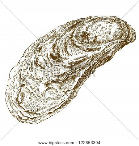 Vector engraving illustration of highly detailed hand drawn oyster shell isolated on white background.
