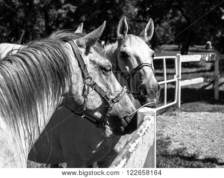 Portrait of two Lipizzaner stallions standing behind fence, Lipica, Slovenia