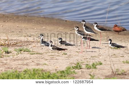 Black-necked stilt, Himantopus mexicanus, shore birds in spring, fishing in a marsh pond in Irvine, California, United States.