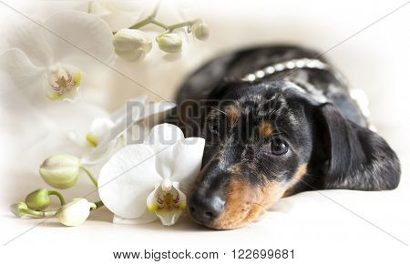 dachshund and flowers orchid,