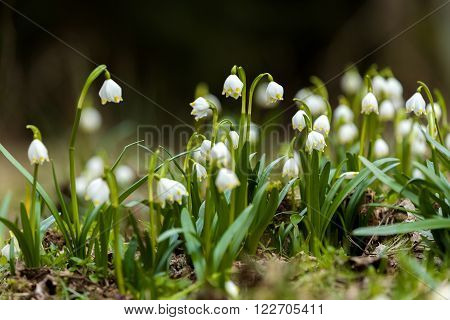 Early Spring Snowflake Flowers