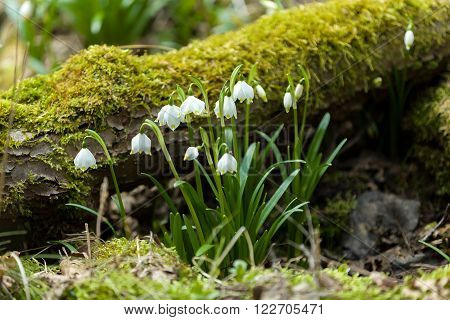 Early Spring Snowflake Flowers
